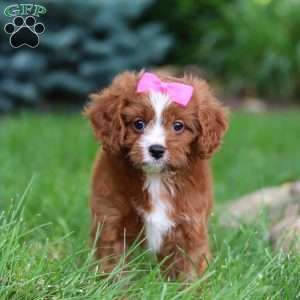 Summer, Cavapoo Puppy
